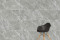 Керамогранит Vitra 60x120 СилкМарбл / SilkMarble Бреча Серый Матовый R9