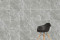 Керамогранит Vitra 60x60 СилкМарбл / SilkMarble Бреча Серый Матовый R9